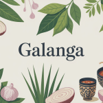 Illustration racine galanga en cuisine et bien-être