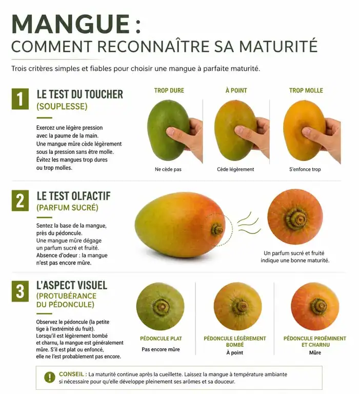Infographie des critères pour choisir une mangue mûre