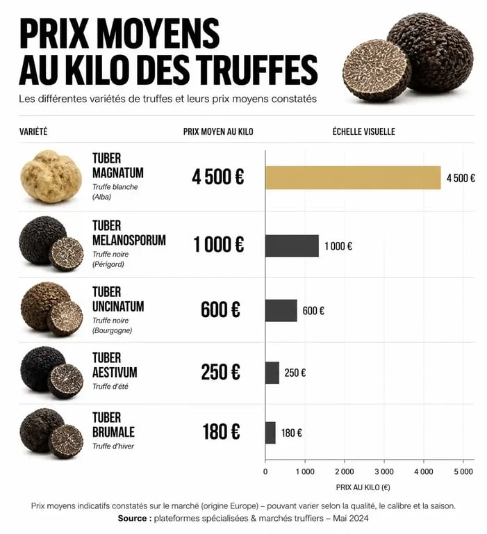 Infographie comparative du prix de la truffe au kilo par variété